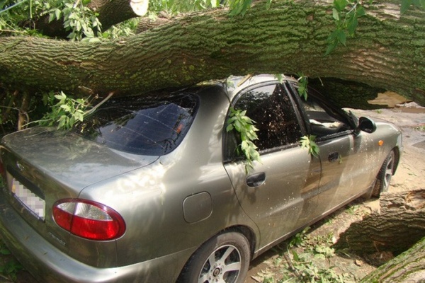 Упало дерево на автомобиль – судебная практика